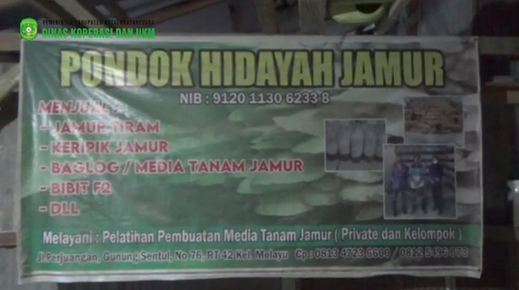 Bahan Baku Melimpah di Kukar, Shobirin Budi Daya Jamur Tiram
