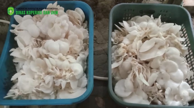 Peluang Usaha Budi Daya Jamur Tiram di Kukar